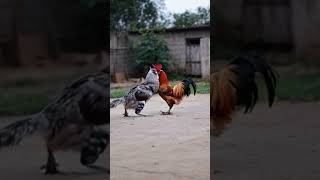 What are the two roosters doing [upl. by Beatrix]