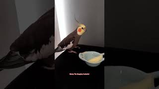 Monty tried mangos for the first time 🥭😋❤️ by Monty The Naughty Cockatiel [upl. by Phillis]