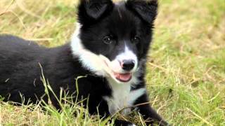 Top 20 des chiens les plus beaux du monde [upl. by Frymire]