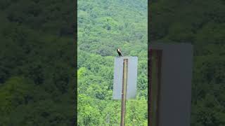 Bobolink in New Paltz New York birds nature birdsounds birdslover [upl. by Derman]