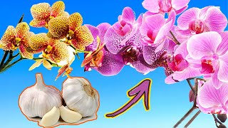 METTI LAGLIO nelle ORCHIDEE e guarda cosa accade 🌺 Laglio fa fiorire le orchidee [upl. by Juana]