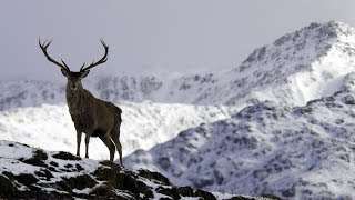 O Cervo  Príncipe dos Alpes  Documentário [upl. by Aivirt]