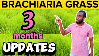 Week 12 How To Grow BRACHIARIA GRASS  MULATO GRASS Updates On The Grass and Time For Harvesting [upl. by Pain687]