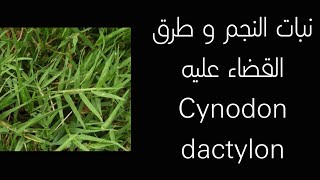 نبات النجم و طرق القضاء عليه Cynodon dactylon [upl. by Riek]