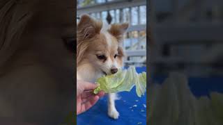 Easy Enrichment Tool For Dogs And Yummy Snack [upl. by Ahsac]