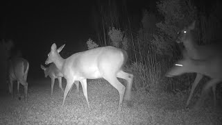 Deer Trail Camera Footage  Moyock NC April 21 2024 [upl. by Ynamrej666]