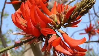 How to grow Erythrina Indica Indian Coral tree [upl. by Inalawi]