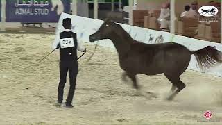 N293 KAFOO AL TINHAT  The Arabian Horse Show for local Breeders 2022  Yearling Colts Class 7B [upl. by Aneleasor]