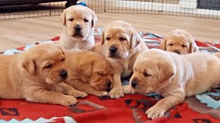 Labrador Puppies Find Their Bark [upl. by Okoyik250]