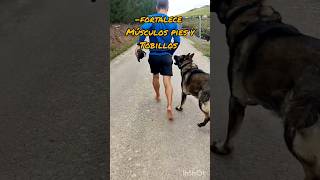 Beneficios de correr descalzo ⚠️🥾barefoot dog [upl. by Pare506]