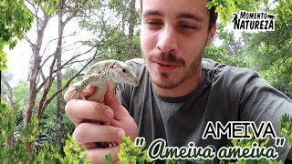 Lagarto  ameiva   Ameiva ameiva   Momento Natureza [upl. by Hilario]