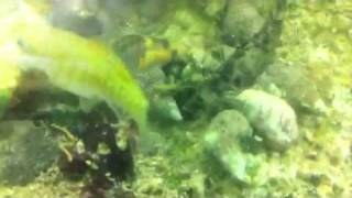 Sally Jos Cyanobacteria eating Mollies [upl. by Nnek]