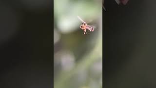 Baccha elongata adalah spesies hoverfly atau lalat bunga dalam genus Baccha macrovideo macro [upl. by Nyvar]