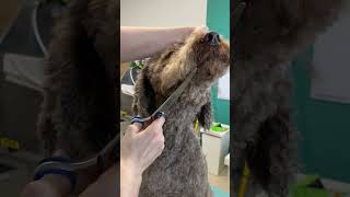 Curly Lagotto Grooming doggrooming shorts [upl. by Murtagh]