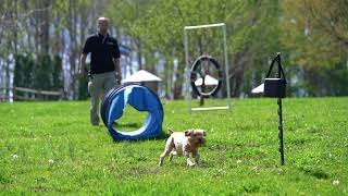 Dogtra BALL TRAINER  Agility Training [upl. by Amrak]