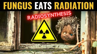 Chernobyl Fungus Eats Nuclear Radiation Via Radiosynthesis  Space Implications for NASAESA [upl. by Abita]