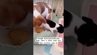 Misbehaving Talking back Mom having a bad day dogvideos doglife Not my dogs chihuahua [upl. by Xanthus485]