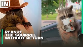 Peanut The Squirrel was TAKEN From her Family by POLICE and did NOT Return [upl. by Assirk979]