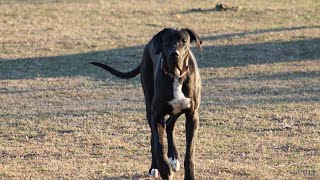 How Big Can a Great Dane Get Record Breaking Sizes [upl. by Ketchum273]