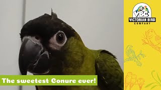 HandReared Nanday Conure  Victorian Bird Co [upl. by Cirderf]