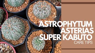 ENG SUB Astrophytum Asterias Super Kabuto  Caretips [upl. by Concoff]