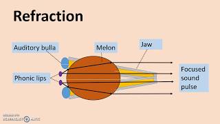 Echolocation  How dolphins produce and detect sound [upl. by Irodim]