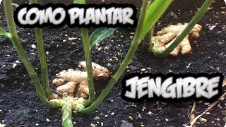 Como Plantar O Cultivar Jengibre En Casa Con Exito  La Huertina De Toni [upl. by Baudoin]