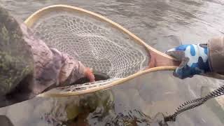 Brodhead Creek Trout Fishing With Jerk Bait 12  7  2024 [upl. by Ardnoid747]