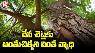 Special Discussion  Dieback Disease Plagues Neem Trees  V6 News [upl. by Ylrahc]