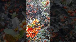 Italy pyracantha orange 👍🏻👍🏻 🔥 💖❤️ [upl. by Gwendolen]