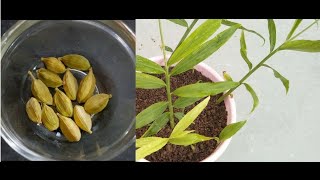 How to grow Cardamom plant from seedHow to Care Green Cardamom [upl. by Nedrob]