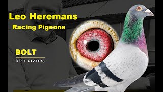 Racing Pigeons Leo Heremans [upl. by Nyvar]