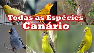 Todas Espécies de canários [upl. by Flavia241]