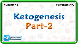 13Ketogenesis  part  2  Lipid Metabolism [upl. by Ettesyl]