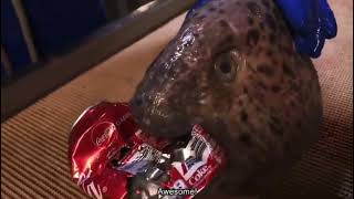 Wolffish head bites through coke can [upl. by Cathi]