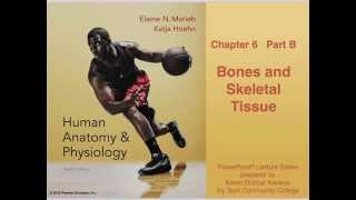 Anatomy and Physiology Chapter 6 Part B Bones and Skeletal Tissue Lecture [upl. by Yerhpmuh716]