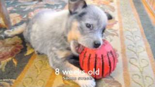 Banjo  My Australian Cattle Dog Puppy [upl. by Lurline]