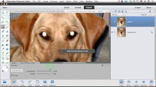 Remove Pet Eye Glare Using Photoshop Elements with Lesa Snider [upl. by Wescott]