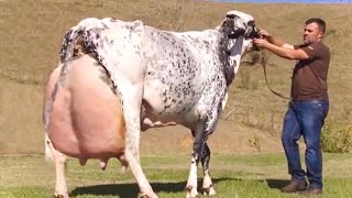 Top 4 World’s highest milking cows  Hf cow girolando cow  jersey cow gir cow  full documentary [upl. by Fidela]