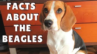 Beagles Facts  dogs 101 breed information health and more [upl. by Sokram823]