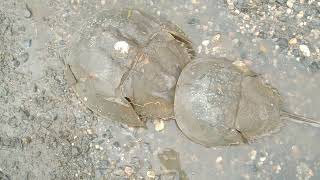 horseshoe crabs mating [upl. by Ludovika822]