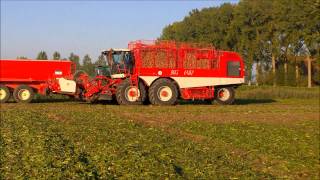 Cichorei oogsten Koninklijke Maatschap de Wilhelminapolder 2014  Harvesting chicory KMWP [upl. by Aronas]