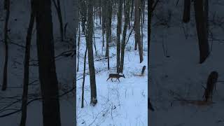 Huge doe with my Topoint Archery M1 compound bow [upl. by Roy502]