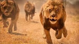 ★DOCYDOCHD2016★Magnifique Documentaire Sur Les Lions Prédateurs De La Savane [upl. by Berkeley93]