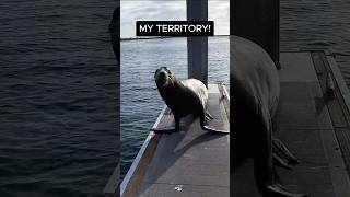 Harbor Seal Defends His Dock No Trespassers Allowed shorts [upl. by Nahsyar]