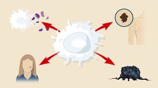 Macrophage Subtypes Polarization Activation and Plasticity [upl. by Coppins294]