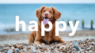 😁 Upbeat Happy No Copyright Free Instrumental Background Music Mix by Limujii [upl. by Gahl]