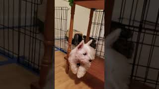 Feisty Puppy Playing and Barking – Tofu Westie [upl. by Asha]