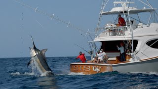 MONSTER Black Marlin Fishing in Panama [upl. by Mloc]