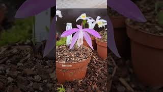 our Pleione collection Orchids with fantastic flowers [upl. by Nlycaj]